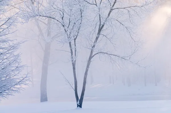 Frostige Bäume und Sonnenstrahlen — Stockfoto