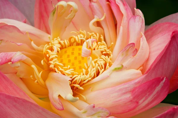 Lotus rozvíjející — Stock fotografie