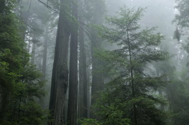 Redwood Forest in Fog clipart