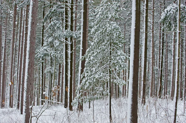 Winter, Pine Forest Flocked with Snow — Stock Photo, Image