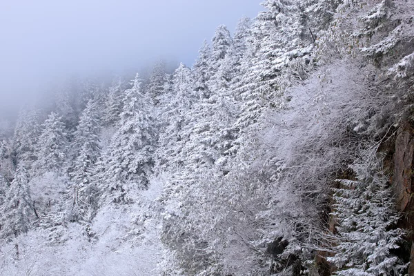 Árboles cubiertos de nieve, Grandes montañas humeantes — Foto de Stock