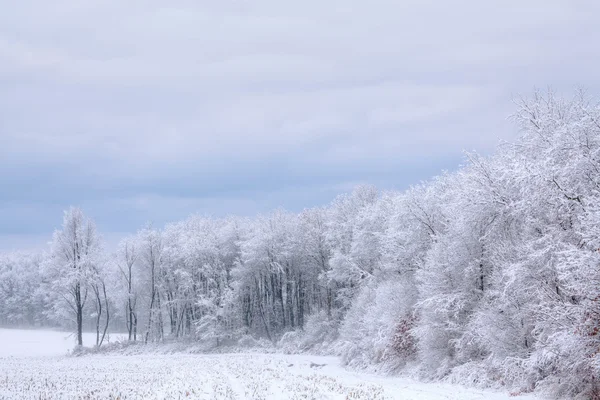 kar Floklu ağaçlar