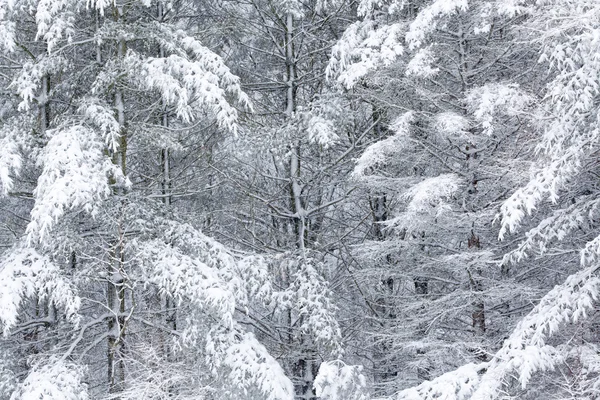Зима, сніг стікалися дерев — стокове фото