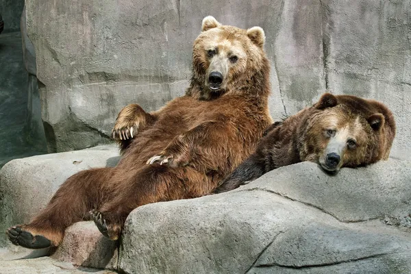 V zajetí medvědi Stock Fotografie