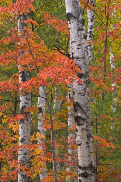 Abedules de otoño y arce —  Fotos de Stock