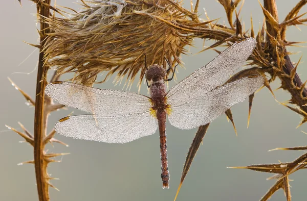 Dew Covered Dragonfly — Stock Photo, Image
