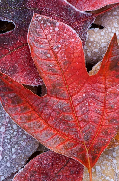 Frosted Autumn Leaves — Stock Photo, Image