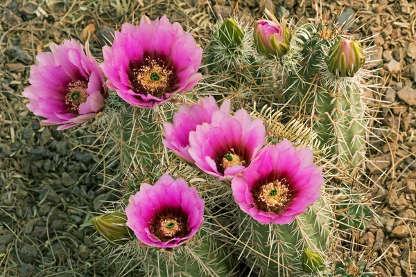 Beavertail kaktüs çiçeği