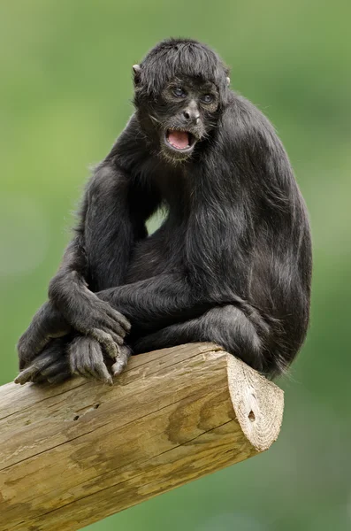 Колумбийская обезьяна-паук — стоковое фото