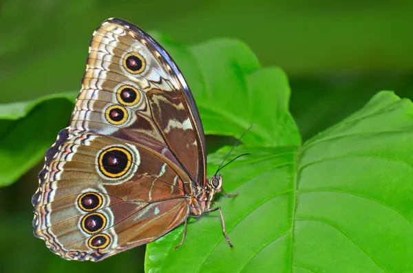 Mariposa morfo azul común — Foto de Stock