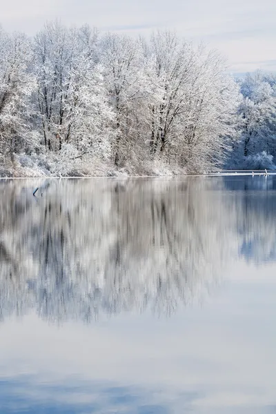 Kış shoreline jackson hole Gölü