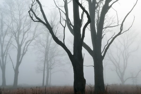 Bare Trees in Fog — Stock Photo, Image