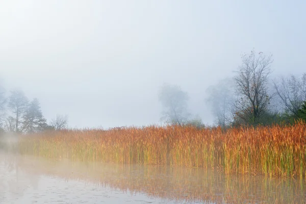 Cattails de outono em nevoeiro — Fotografia de Stock