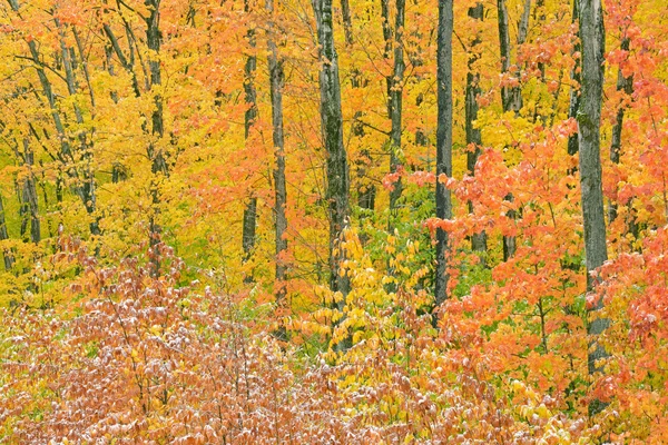 Foresta autunnale con polvere di neve — Foto Stock