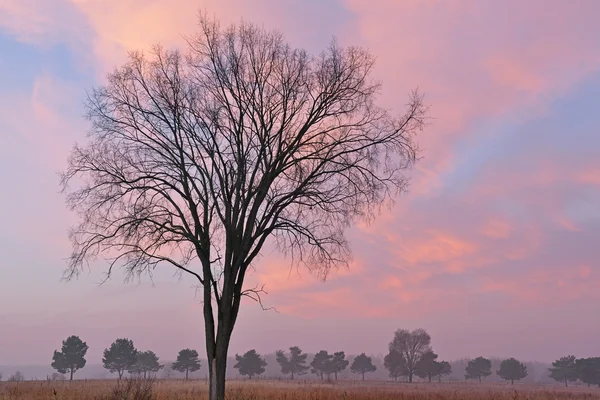 Kala träd på twilight — Stockfoto
