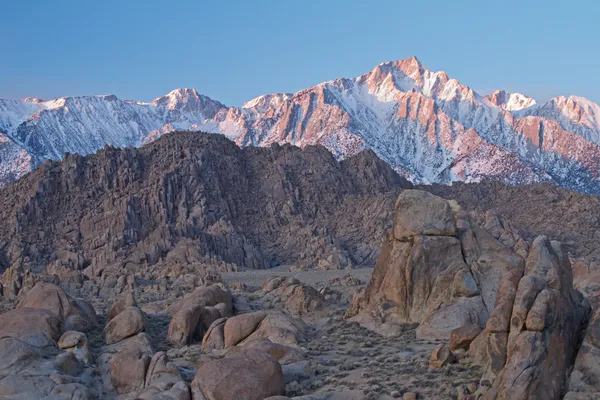 Pico de pino solitario al amanecer — Foto de Stock