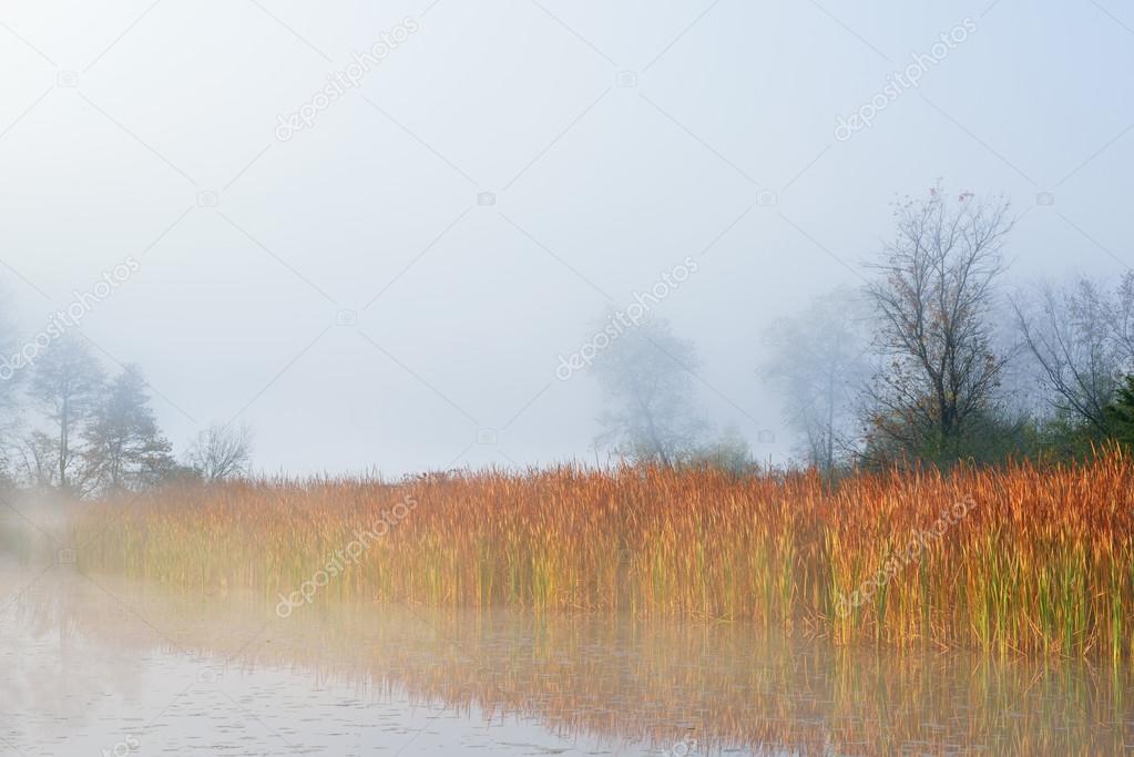 Autumn Cattails in Fog