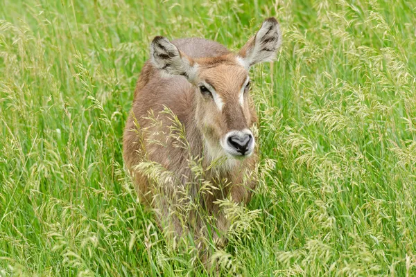 Waterbuck fêmea — Fotografia de Stock