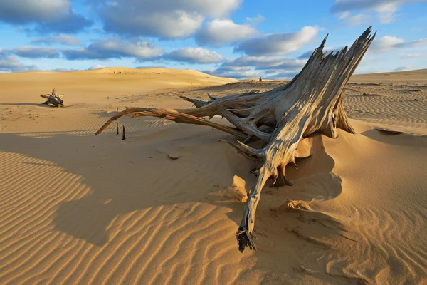 Dunes de sable du lac Silver — Photo