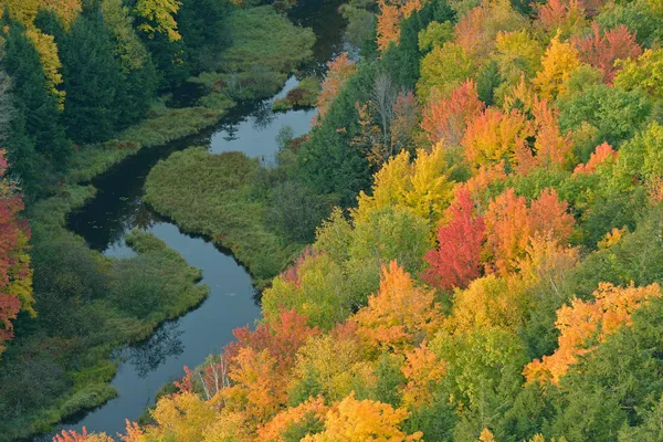 Forêt et ruisseau d'automne — Photo