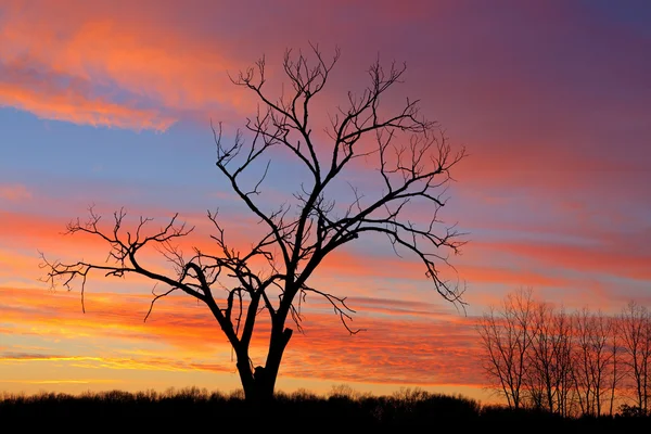 夕暮れの裸の木 — ストック写真