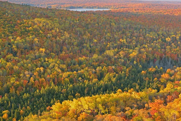 Herbstwald und See — Stockfoto