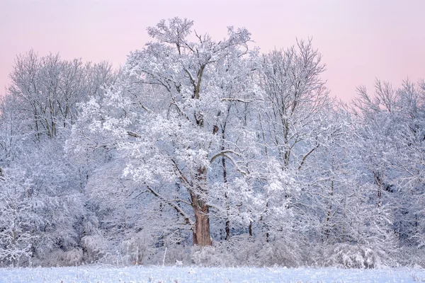 Alberi affollati di neve — Foto Stock