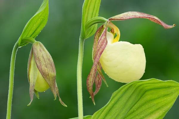 Yellow Lady Slippers — Stock Photo, Image