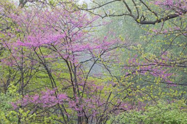 Bloom bahar Erguvan