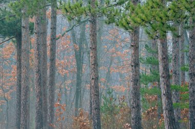 Sonbahar, kellogg orman