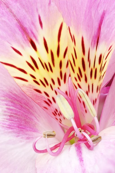 Prinsessan lily — Stockfoto