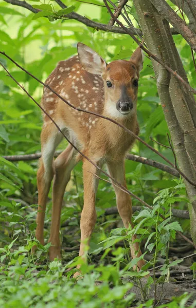 Fawn de cola blanca — Foto de Stock