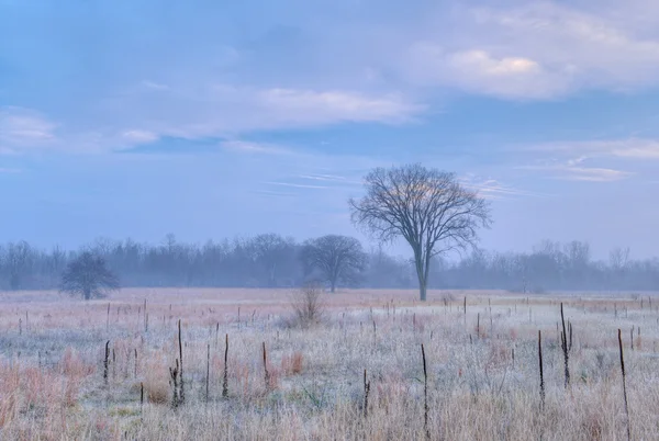 Frostat högt gräs prairie — Stockfoto