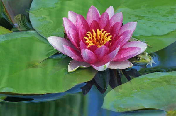 Pink Water Lily and Green Frog — Stock Photo, Image