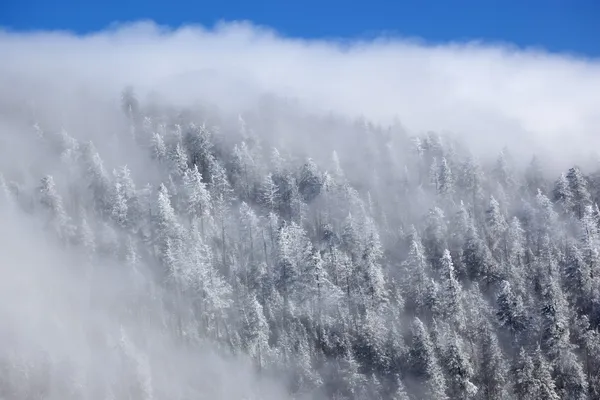 Foresta invernale nella nebbia — Foto Stock