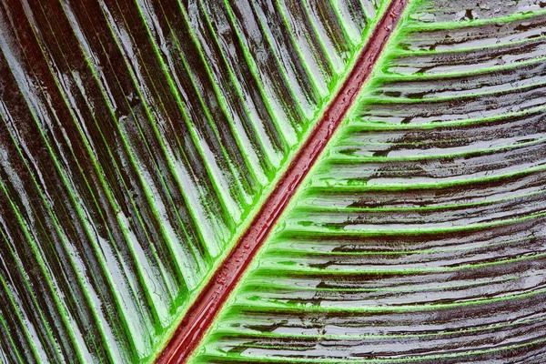 Red Banana Leaf Detail — Stock Photo, Image