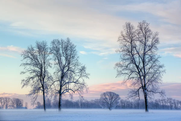 Árboles desnudos escarchados al amanecer Imagen de archivo