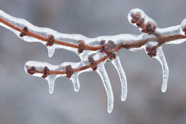 Iced Twig — Stock Photo, Image