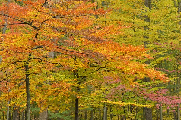 Autumn Forest — Stock Photo, Image