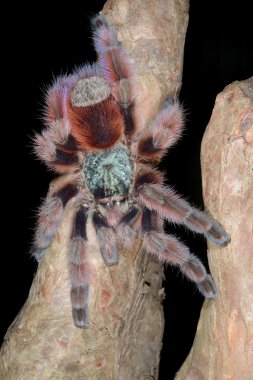 pinktoe tarantula Antilleri