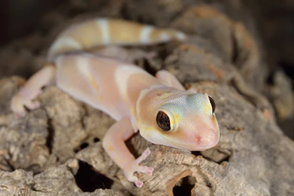 Dikke staart gecko — Stockfoto