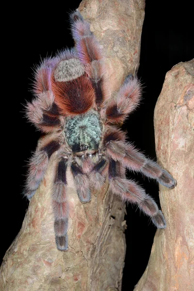 Tarantula pinktoe Αντίλλες — Φωτογραφία Αρχείου