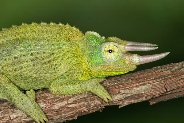 Posazený jacksons chameleon — Stock fotografie