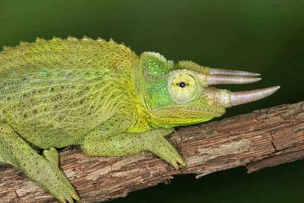 Neergestreken jacksons chameleon — Stockfoto