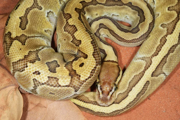 盘的球 python — 图库照片