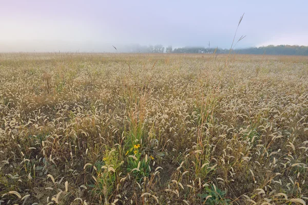 Tall Grass Prairie at Twilight — Stock Photo, Image