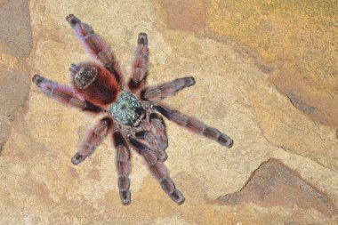 pinktoe tarantula Antilleri