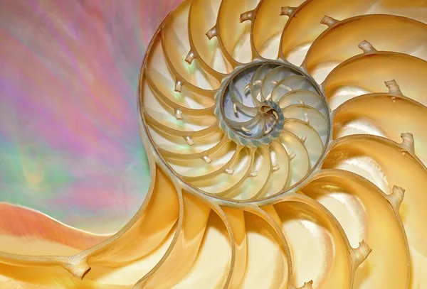 Cáscara de Nautilus — Foto de Stock