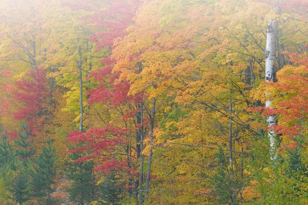 Foresta autunnale nella nebbia — Foto Stock