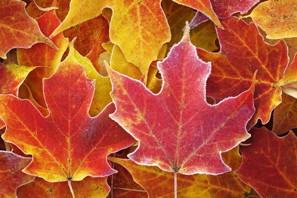 Frosted, Fallen Maple Leaves — Stock Photo, Image